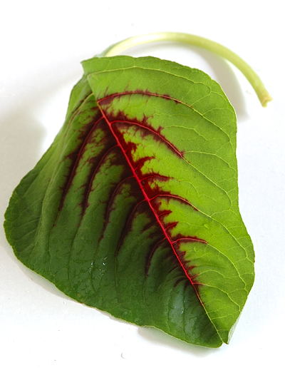 Amaranth Leaf