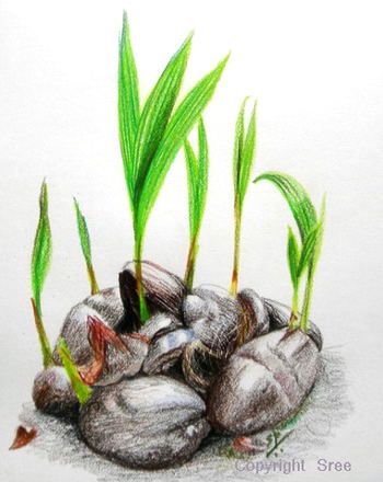 Coconut Saplings by Sree