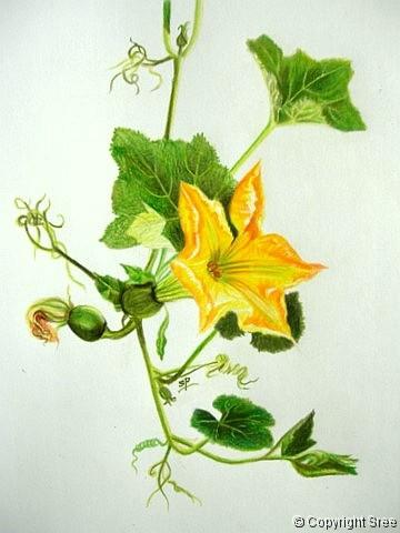 Pumpkin Blossoms, Painting by Sree
