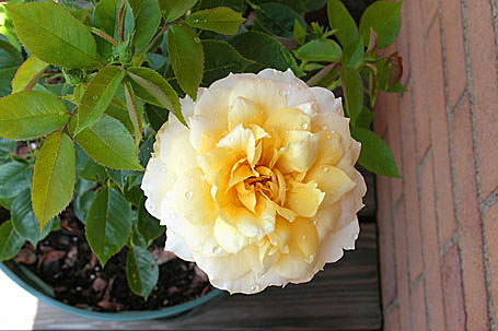 Rose from my balcony garden