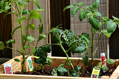 Tomato Plants from my balcony garden