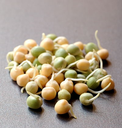 Green and Yellow Pea Sprouts