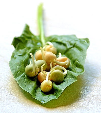 Sprouted Vatana (batani, peas) on a Spinach Leaf