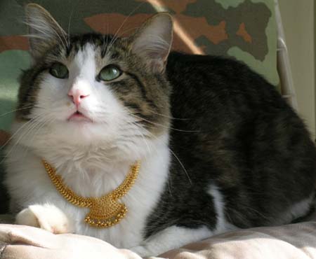 Kittaya with new bling collar looking and listening to me with his mouth slightly open.