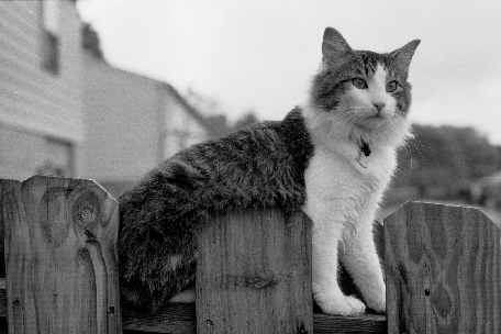 Kittaya on the Fence - His favourite lookout