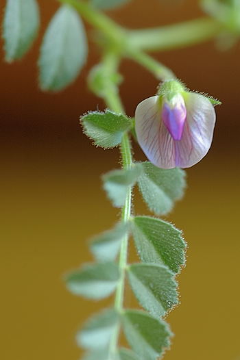 Chickpea Flower