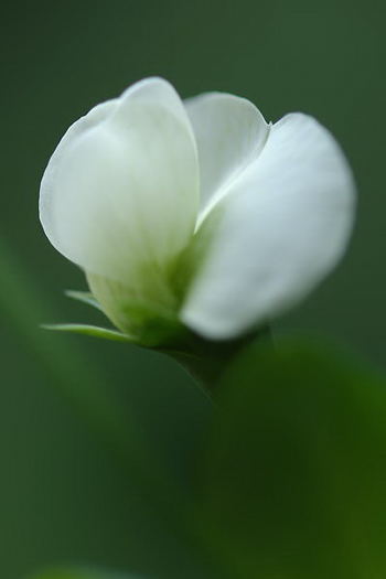 Pea Flower